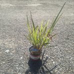 Proso prútnaté (Panicum virgatum)  ´WARRIOR´ kont. C1,5L